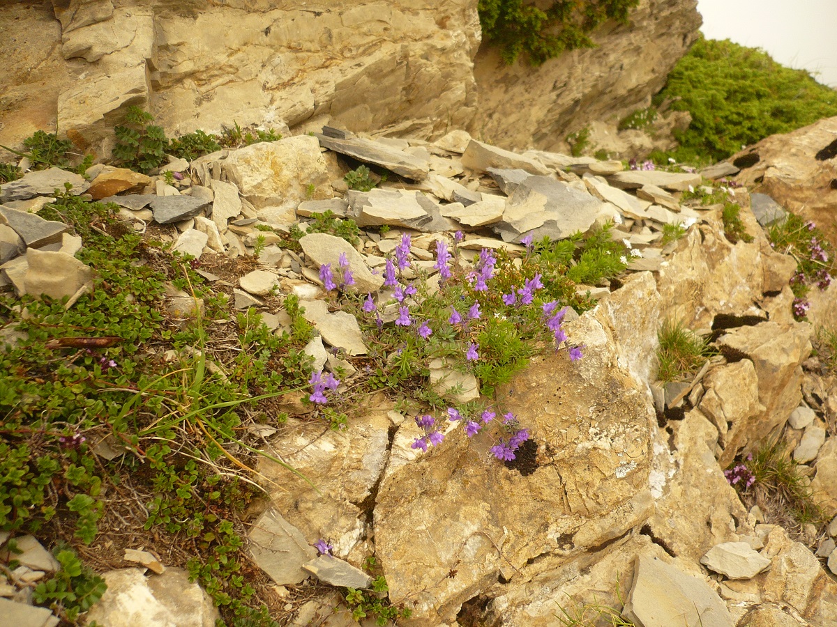 Linaria alpina subsp. alpina (Plantaginaceae)